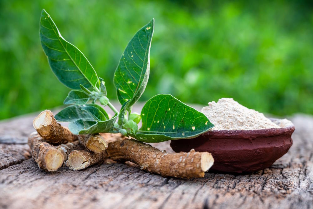 ASHWAGANDHA: il Segreto Ancestrale contro lo Stress Moderno